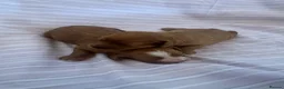 Cavapoo dogs for sale: 2 beautiful female cavapoos - Advert 4