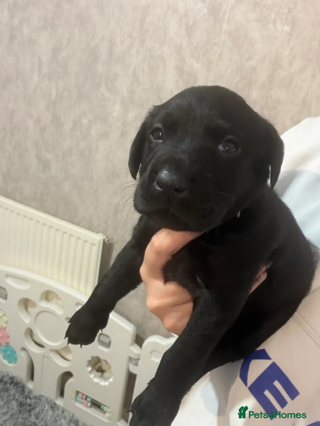 Labrador Retriever dogs for sale: Now have 5 Labrador Retriever Puppies for Sale 🐾 - Advert 19