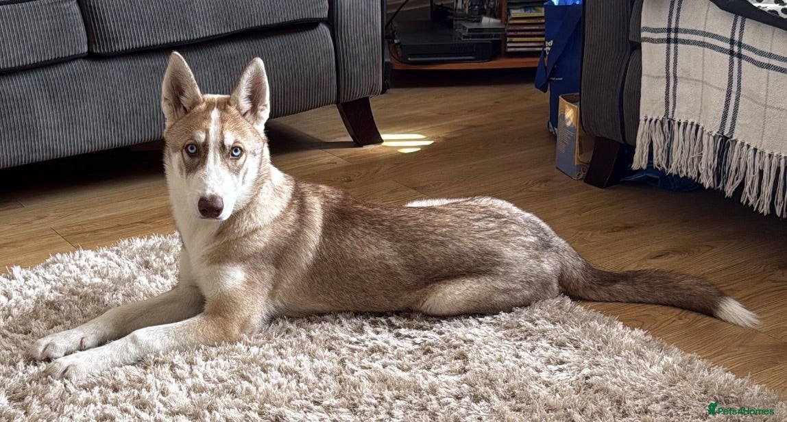 Siberian Husky dogs Beautiful Siberian Husky - Advert 4
