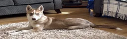 Siberian Husky dogs for sale: Beautiful Siberian Husky - Advert 1