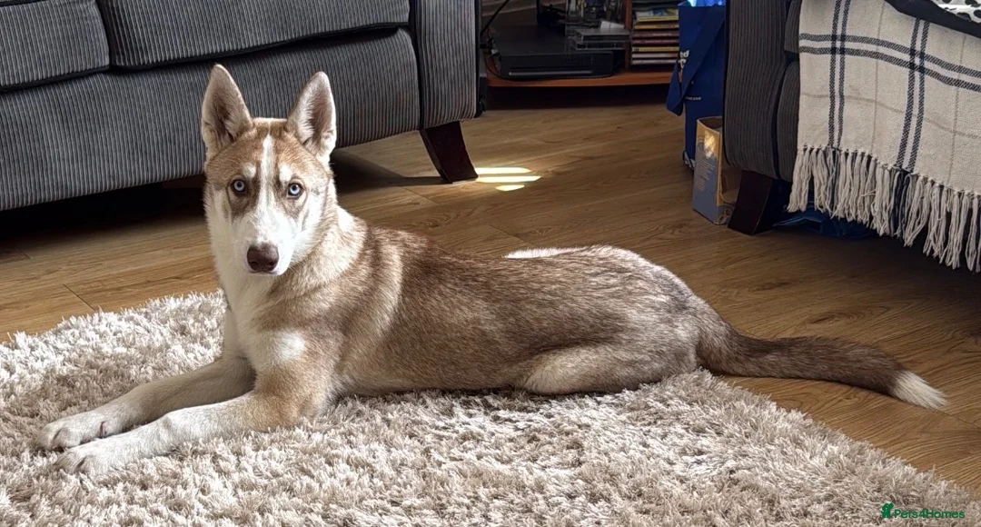 Siberian Husky dogs for sale: Beautiful Siberian Husky - Advert 1