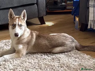 Siberian Husky dogs Beautiful Siberian Husky - Advert 3