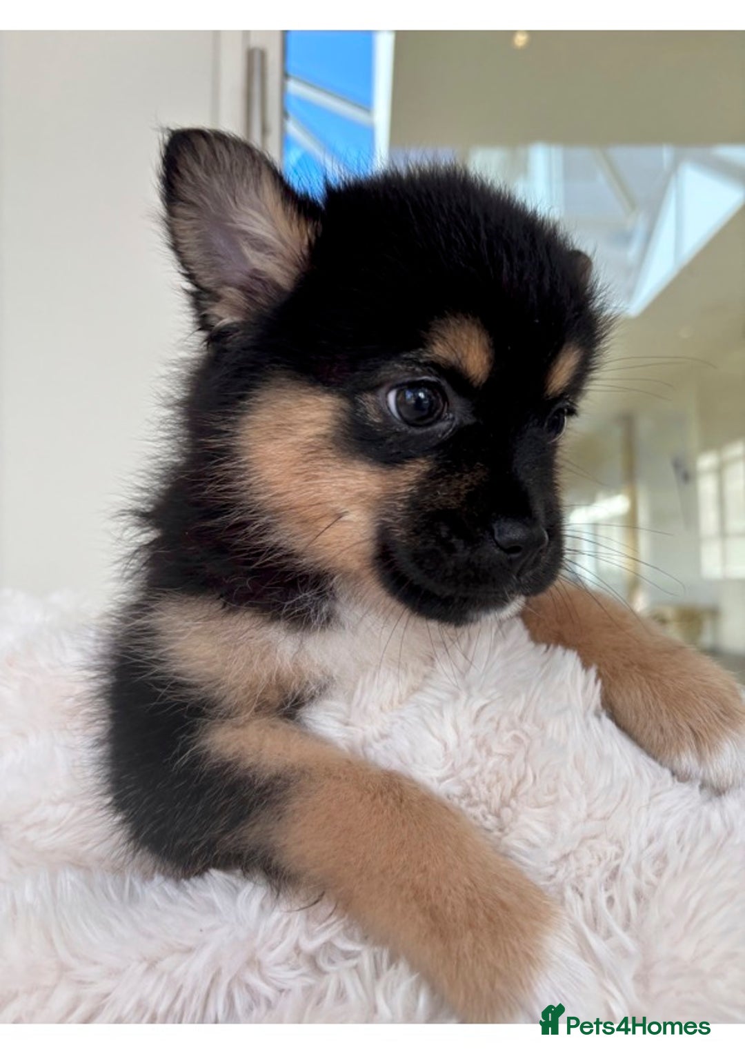 Pomsky dogs for sale: Pomsky Puppies AVAILABLE NOW - Advert 8