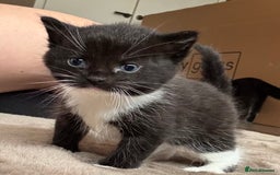 Mixed Breed cats for sale: Beautiful mixed breed kittens  - Image 1