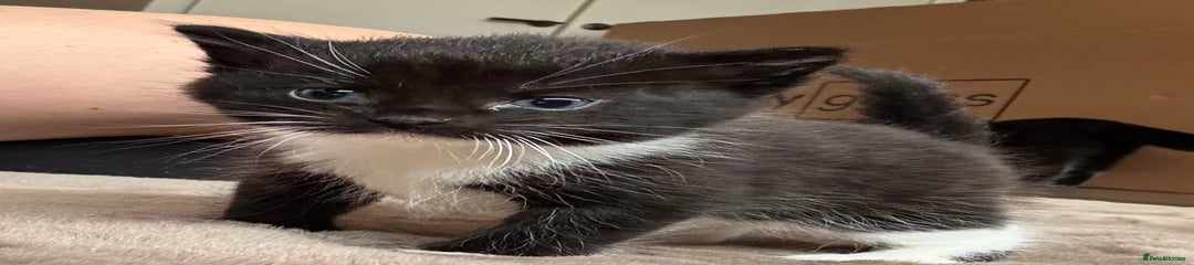 Mixed Breed Kitten 1