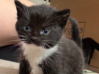 Mixed Breed cats - Advert 3