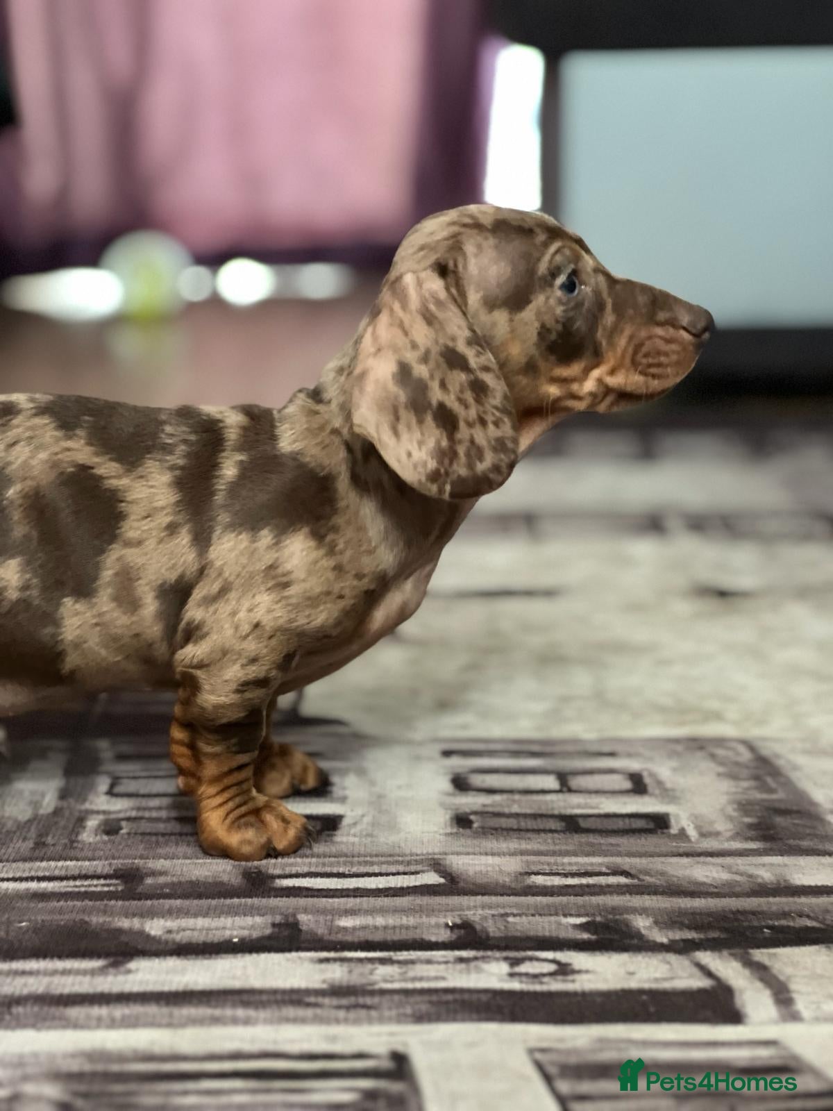 Dachshund dogs Lovely Dachshunds!  - Advert 5