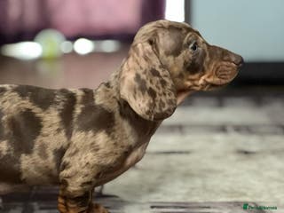 Dachshund dogs Lovely Dachshunds! - Advert 5