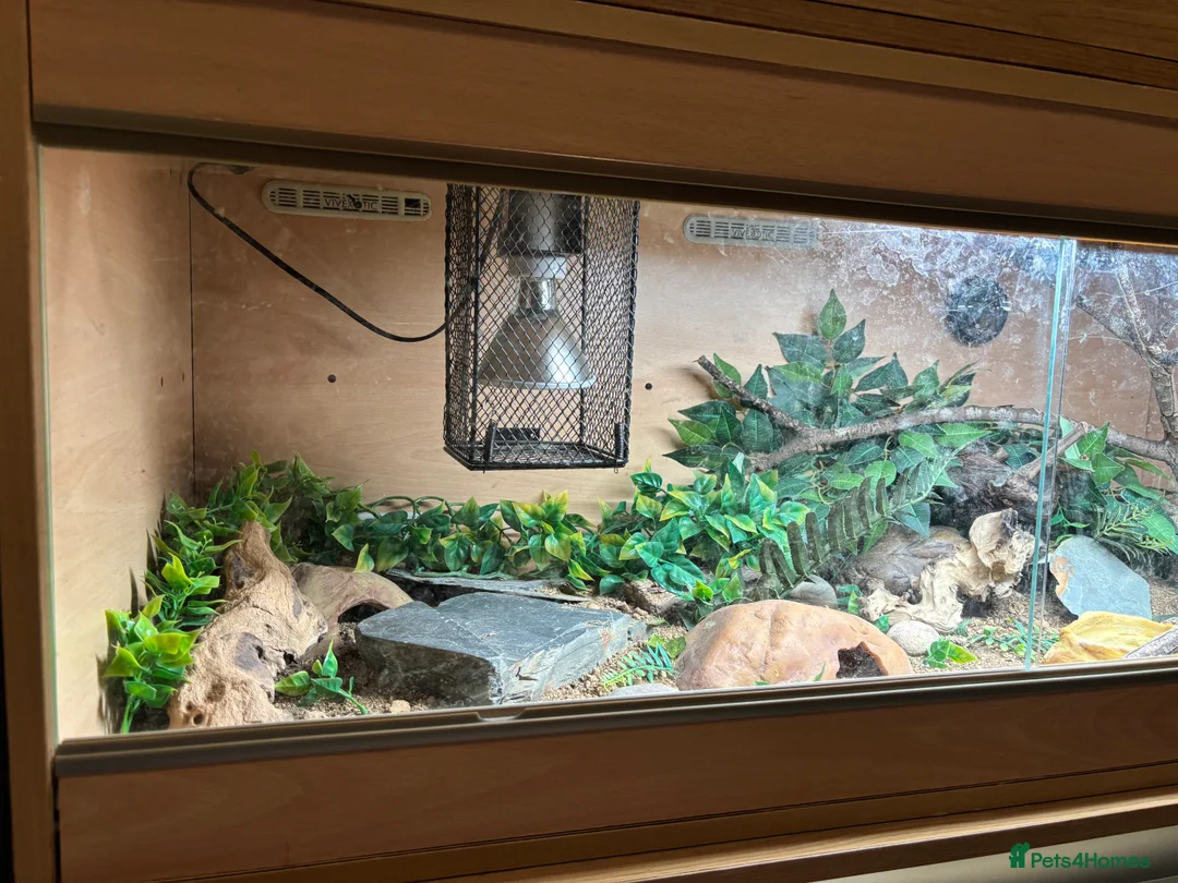 Leopard Gecko reptiles for sale: Female leopard Gecko and full set up  - Advert 5