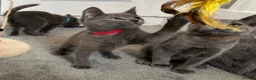 Russian Blue cats for sale: Russian Blue Kittens  - Advert 2
