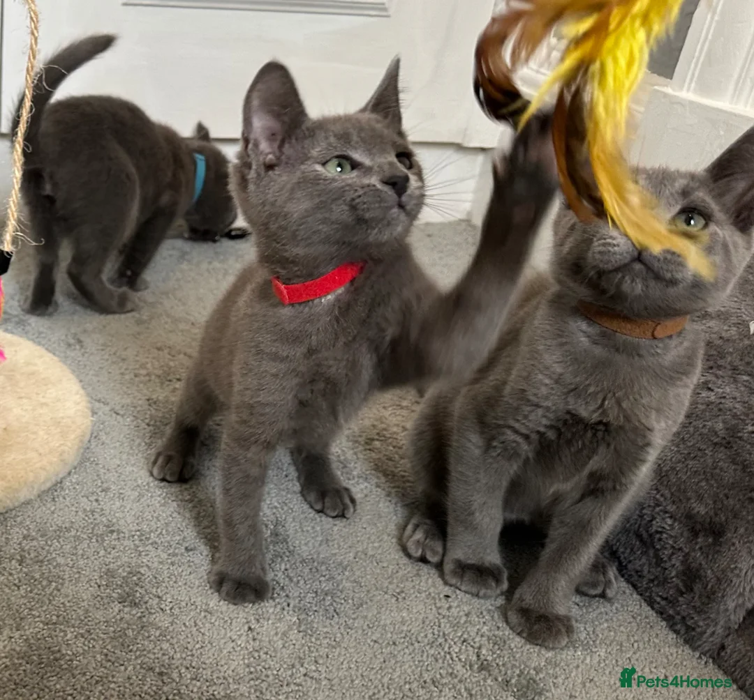 Russian Blue cats for sale: Russian Blue Kittens  - Advert 2