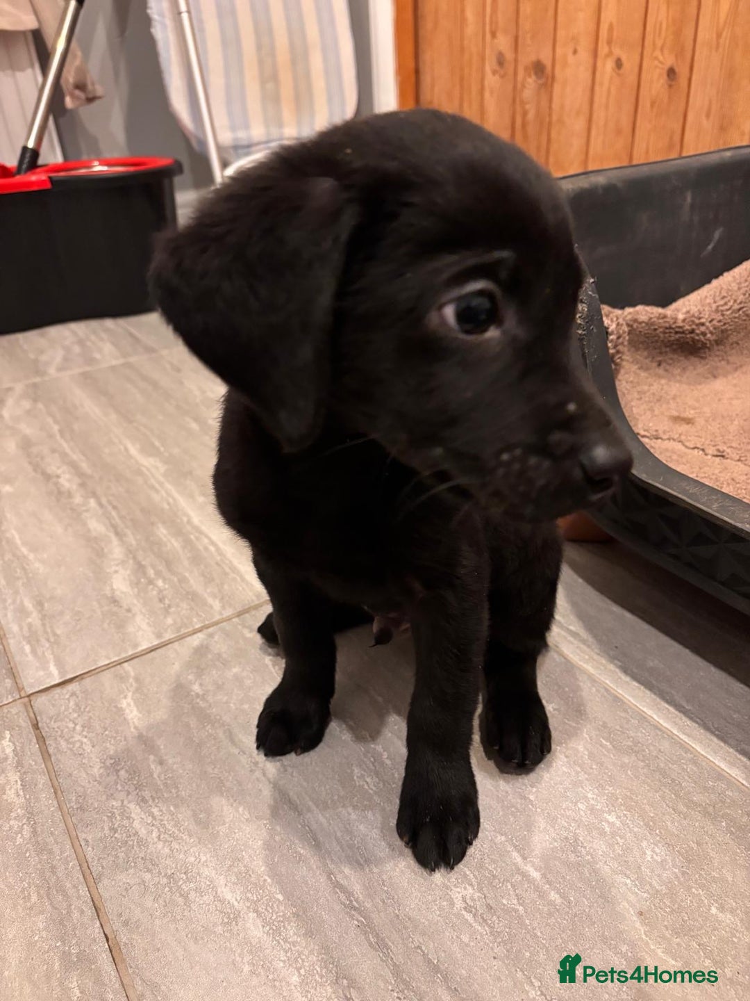 Labrador Retriever dogs for sale: Fabulous Labrador puppies  - Advert 21