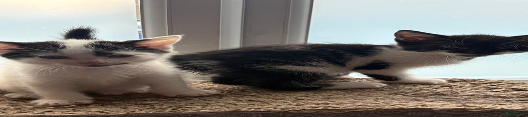 Domestic Shorthair Kitten 2