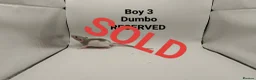 Rat rodents for sale: 🐀 August Rats Are Here! 🐀 - Advert 4