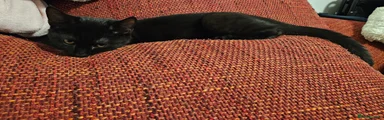 Scottish Fold 2