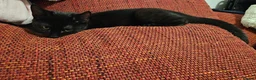 Scottish Fold cats for sale: Healthy scotish fold mix - Advert 16
