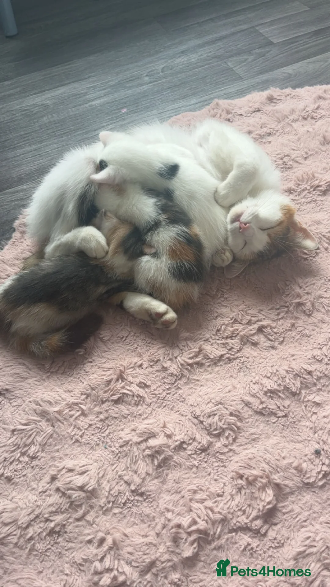Mixed Breed cats for sale: 2 kittens for sale  - Advert 1