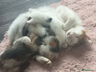 Mixed Breed cats 2 kittens for sale - Advert 1