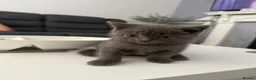 British Shorthair cats for sale: British shorthair  in Sheffield - Advert 5