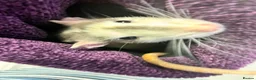 Rat rodents for sale: Two male rats for sale in Honiton - Advert 3