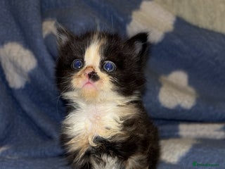 Turkish Angora cats Friendly, Cute & Cuddly Kittens – Ready 10/12 - Advert 13