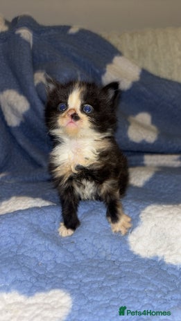 Turkish Angora cats Friendly, Cute & Cuddly Kittens – Ready 10/12 - Advert 2