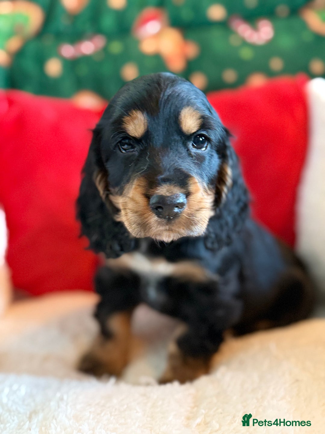 Cocker Spaniel dogs for sale: Stunning 5 Star KC  Show Cocker Spaniels - Advert 4