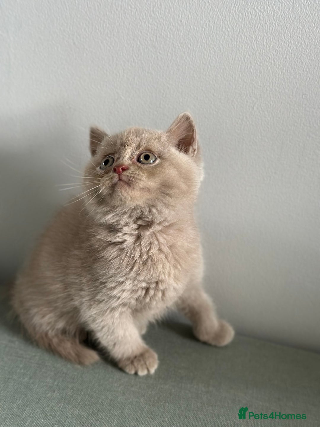 British Shorthair cats for sale: 🌈Beautiful Full Pedigree British Shorthairs 🌈🐱 - Image 34