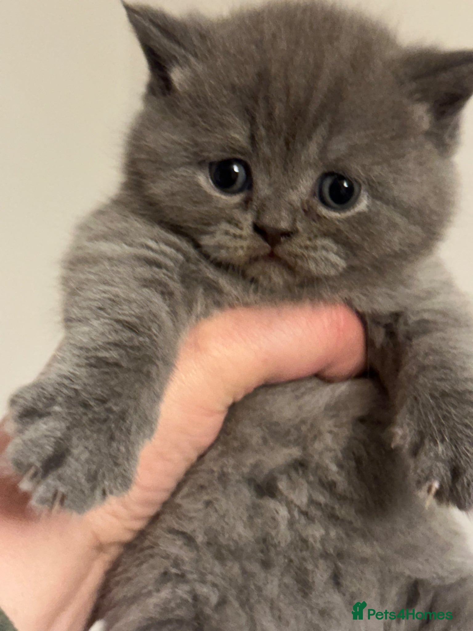British Shorthair cats Pure breed amazing kitten from champion bloodline  - Advert 2