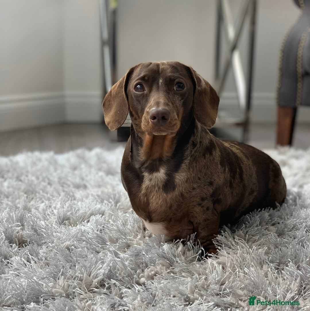 KC Registered Adult Miniature Dachshund for sale in Knaresborough