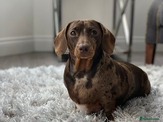 Miniature Dachshund dogs - Advert 23