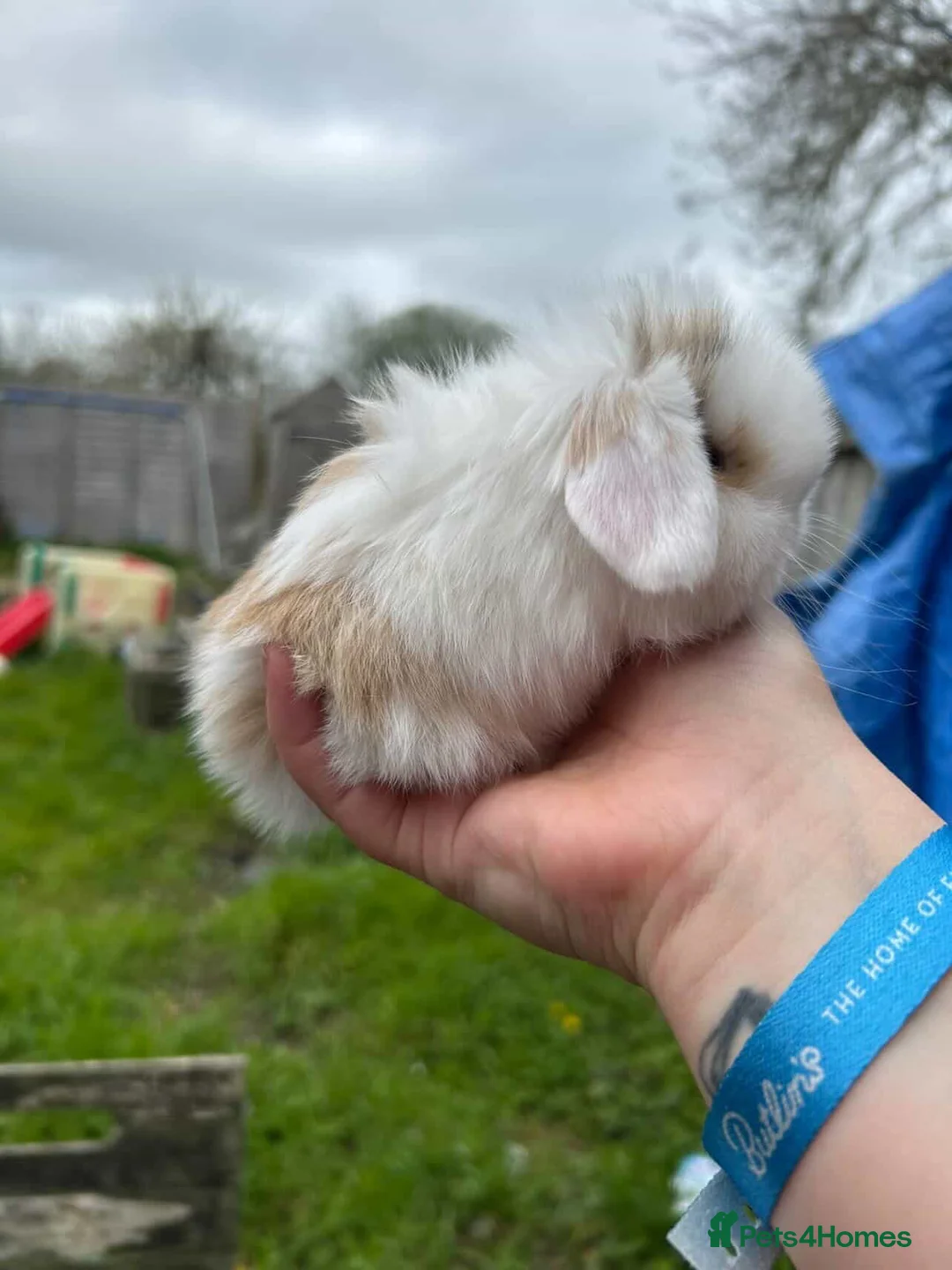 Mini Lop rabbits for sale: Beautiful Mini Lop Buck - Advert 2