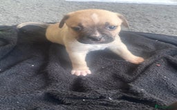 Mixed Breed dogs for sale: Pups for sale - Image 6