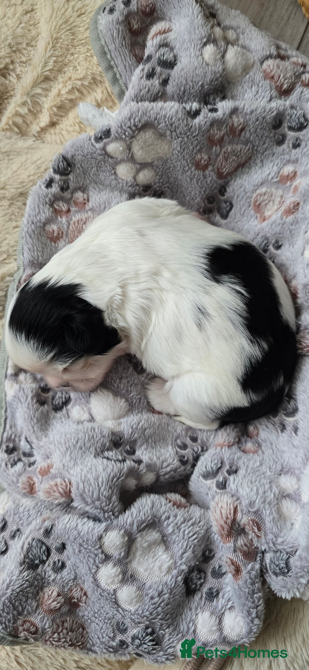 Shih Tzu dogs for sale: Last two puppies from liter 🐶🐶 - Image 16