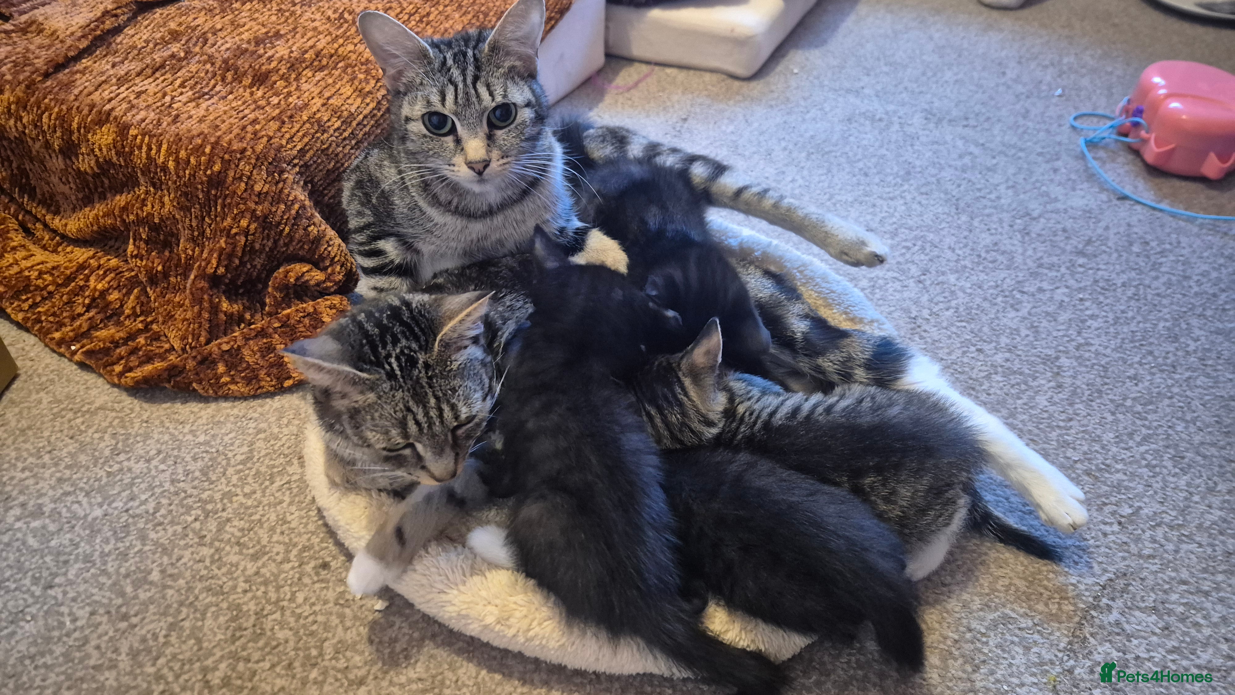 Mixed Breed cats Kittens - Advert 1