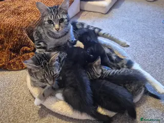 Mixed Breed cats Kittens - Advert 1