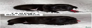 Pug Puppy 3