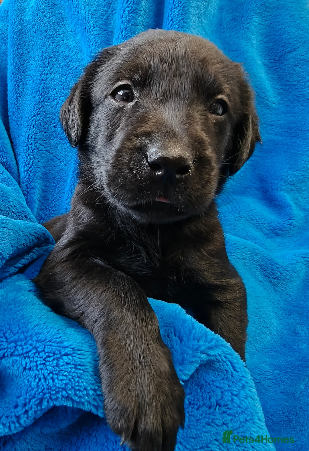 Labrador Retriever dogs for sale: Stunning KC registered fully health tested puppies - Image 13