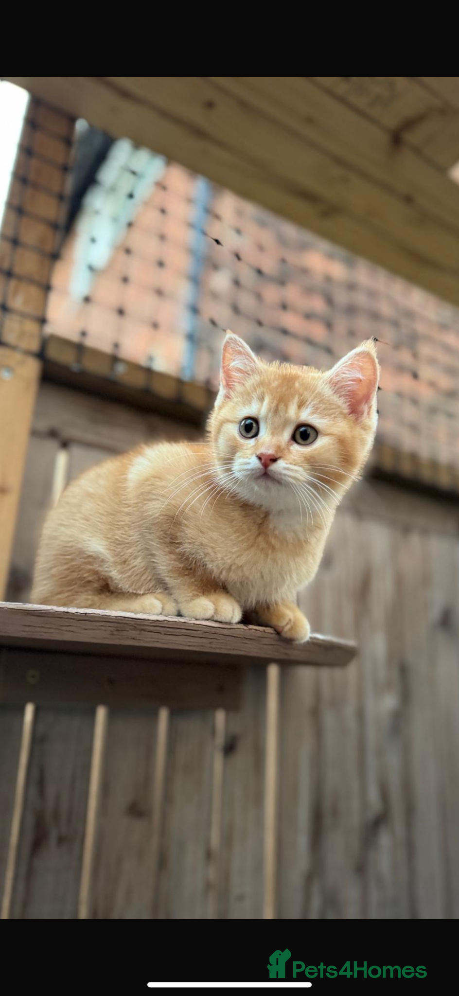 British Shorthair cats Ready to go! - Advert 15