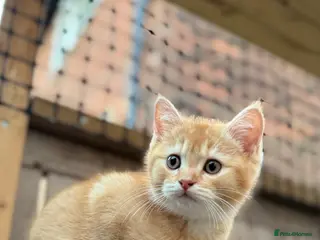 British Shorthair cats Ready to go! - Advert 15