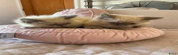 Ragdoll cats for sale: Pure ragdoll kittens  - Advert 9