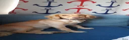 Cocker Spaniel dogs for sale: Beautiful golden and white 2.7yrs cocker spaniel  - Advert 5