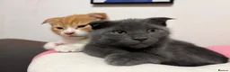 Scottish Fold cats for sale: 2 Scottish Fold Kittens - Advert 10