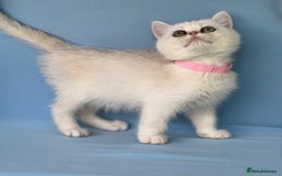 British Shorthair cats for sale: Stunning British shorthair kittens AN 12 GCCF  - Image 18