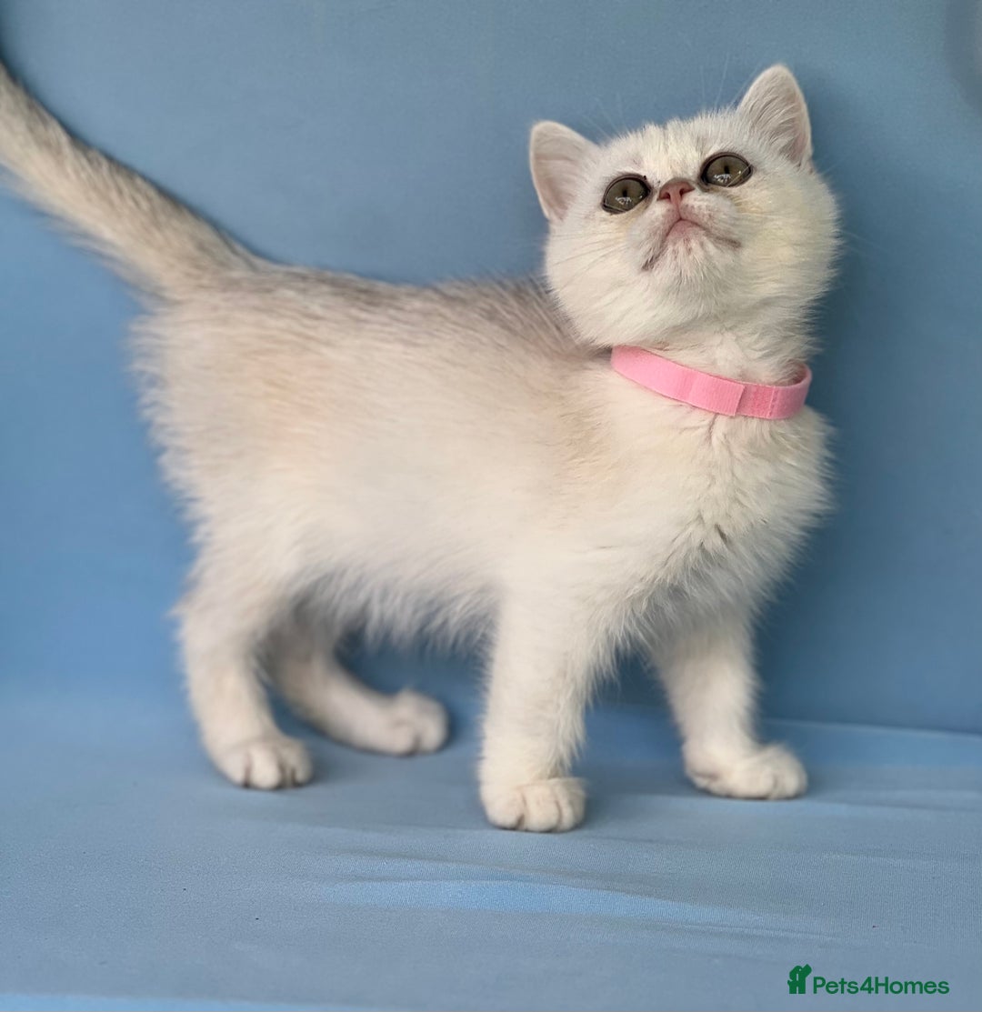 British Shorthair cats for sale: Stunning British shorthair kittens AN 12 GCCF  - Image 18