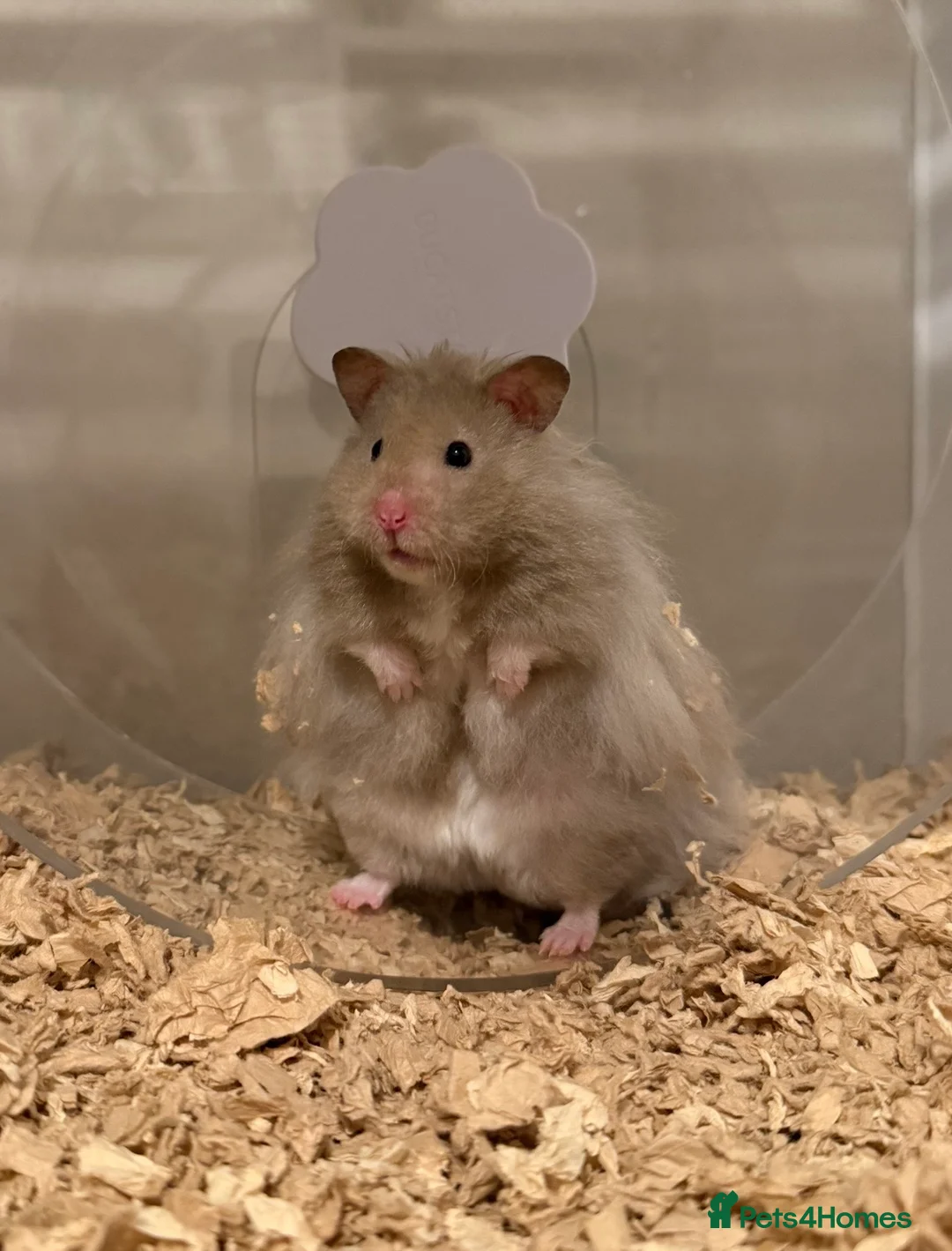 Hamster rodents for sale: Long Haired Rex Male - Advert 1
