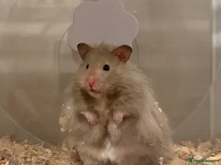Hamster rodents Long Haired Rex Male - Advert 1
