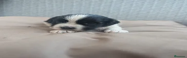Puppy 1