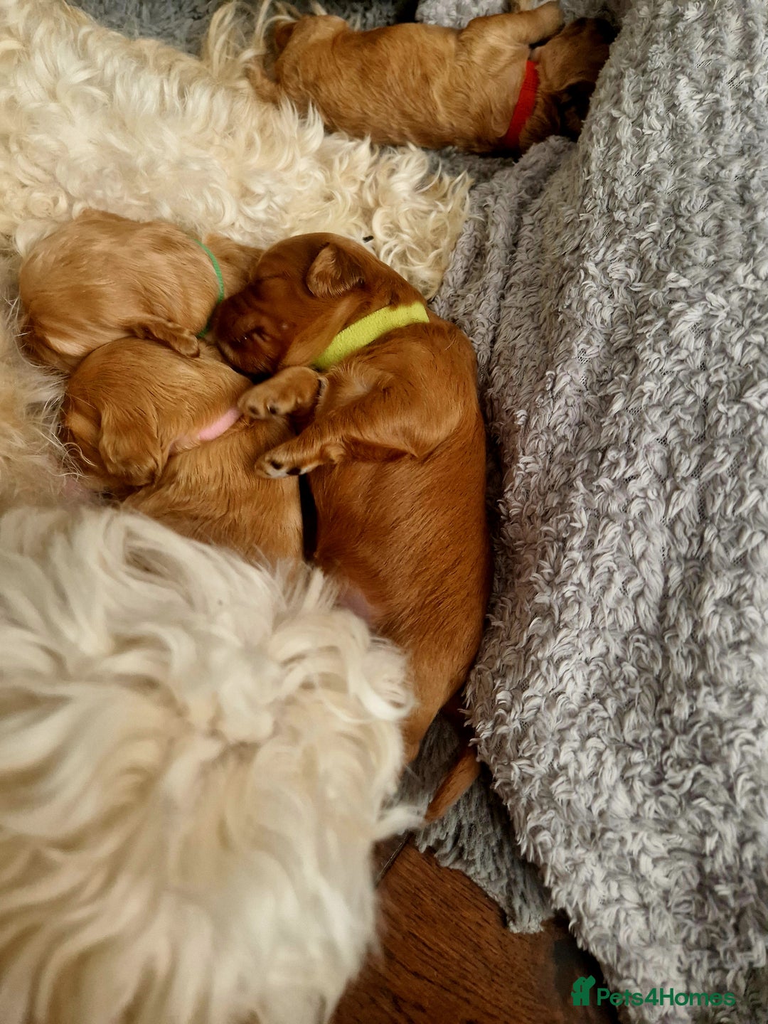 Mixed Breed dogs for sale: Cavapoo/cockapoo, ready September £1250. Cardiff - Image 13