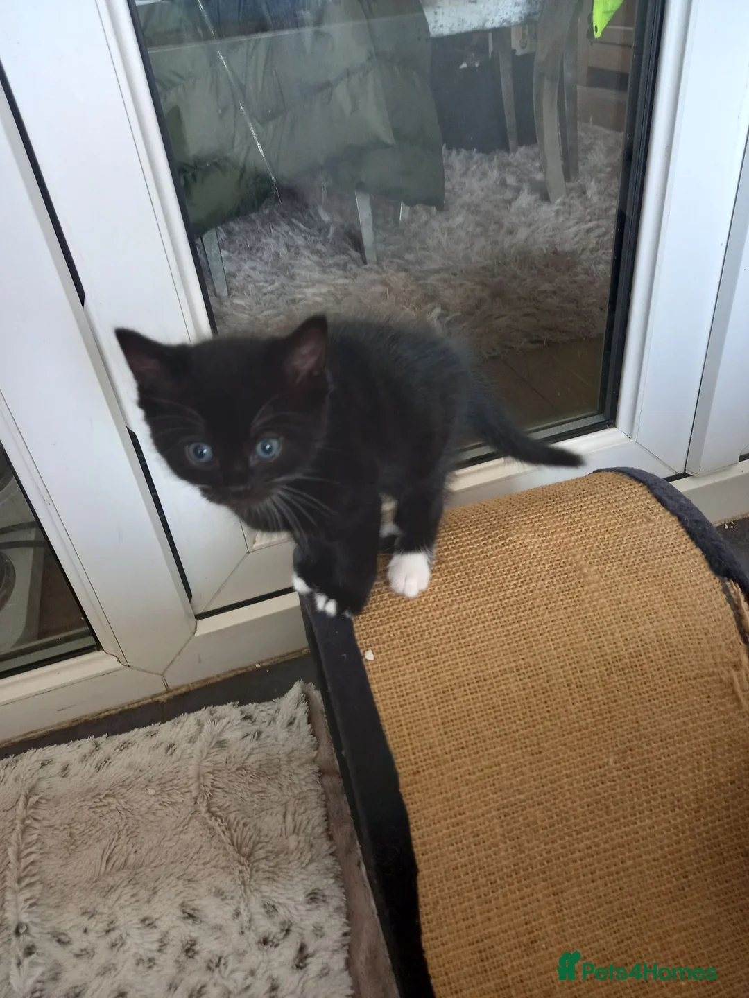 Mixed Breed cats for sale: Black and white kittens in Widnes - Advert 3